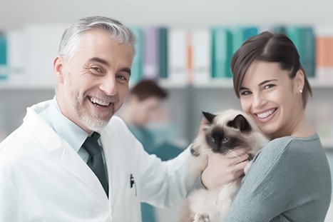 gato sendo consultado