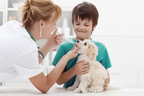 cachorro sendo consultado