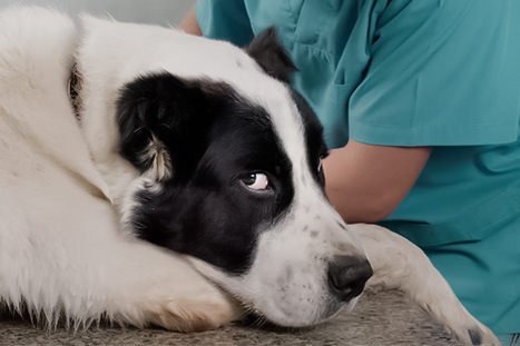 cachorro sendo consultado
