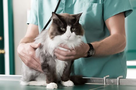 gato sendo consultado