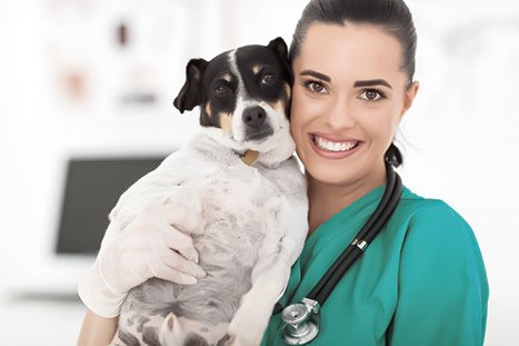 cachorro sendo consultado